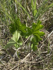 Heuchera richardsonii