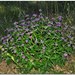 Phlomis herba-venti - Photo (c) Katerina Kashirina, alguns direitos reservados (CC BY-NC), uploaded by Katerina Kashirina