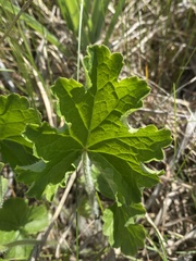 Heuchera richardsonii