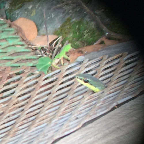 Striped Lizard Eater