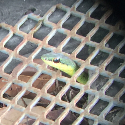 Striped Lizard Eater