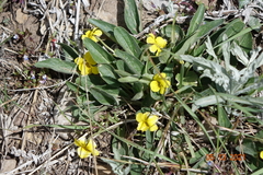 Viola nuttallii