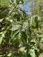 Paullinia pinnata
