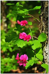 Lathyrus rotundifolius