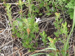 Dyschoriste oblongifolia image