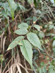 Symplocos sumuntia