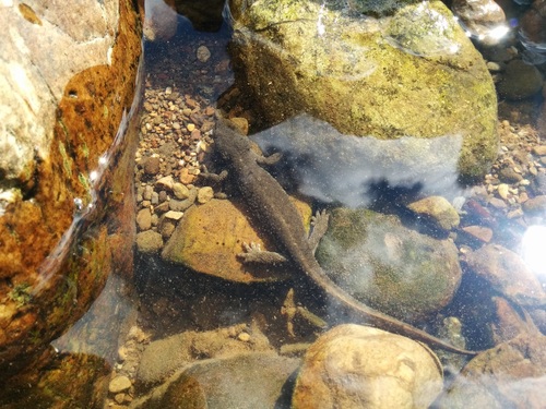 Calotriton asper