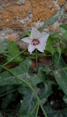 Convolvulus equitans