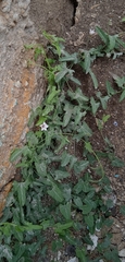 Convolvulus equitans