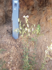 Michauxia campanuloides
