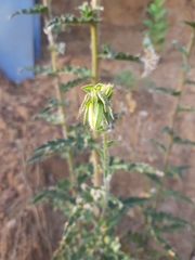 Michauxia campanuloides