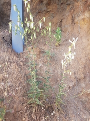 Michauxia campanuloides