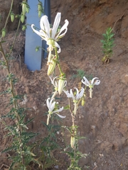 Michauxia campanuloides