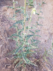Michauxia campanuloides