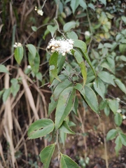 Symplocos sumuntia