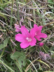 Sidalcea malviflora malviflora