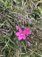 Sidalcea malviflora malviflora