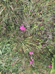 Sidalcea malviflora malviflora