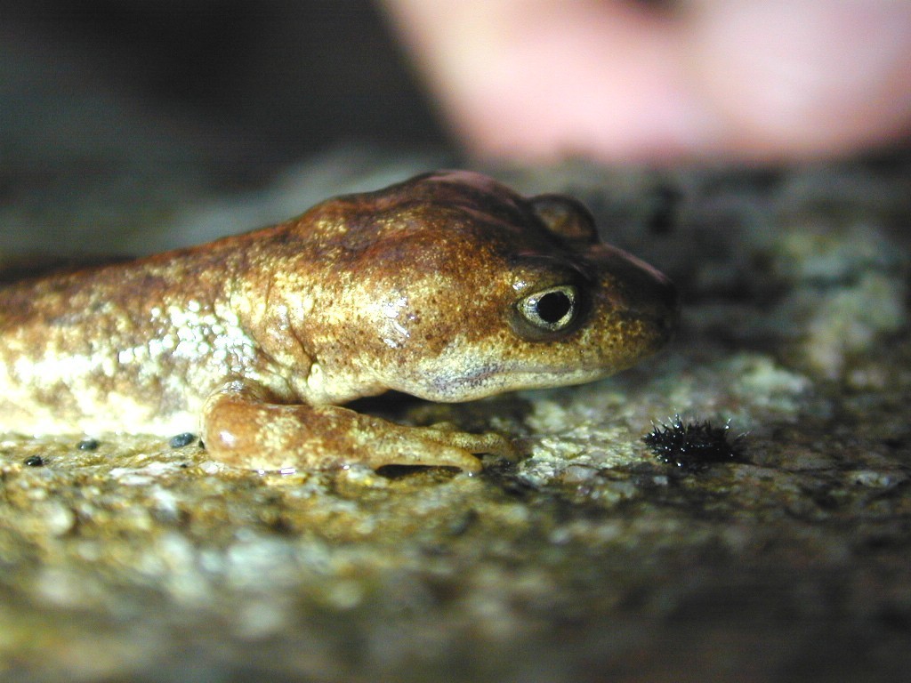 Corsican Mountain Newt