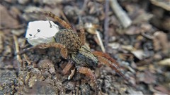 Trochosa sepulchralis