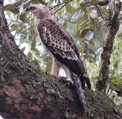 Nisaetus nipalensis
