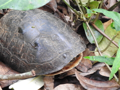 Cuora amboinensis kamaroma