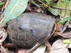 Cuora amboinensis kamaroma