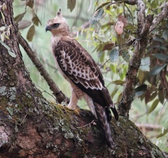 Nisaetus nipalensis