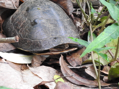 Cuora amboinensis kamaroma