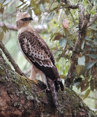 Nisaetus nipalensis