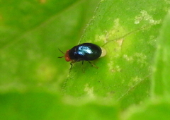 Celyphidae