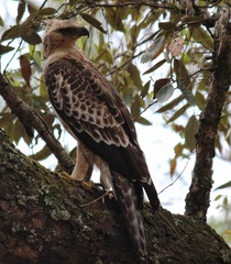 Nisaetus nipalensis