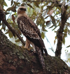 Nisaetus nipalensis