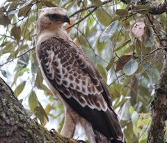 Nisaetus nipalensis