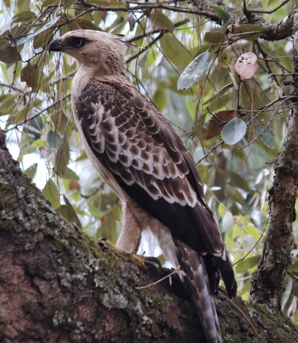 Mountain Hawk-Eagle (Nisaetus nipalensis) · iNaturalist