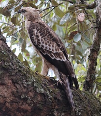 Nisaetus nipalensis