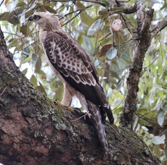Nisaetus nipalensis