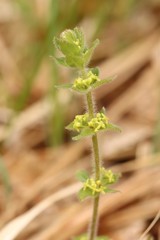 Cruciata glabra krylovii