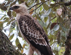 Nisaetus nipalensis