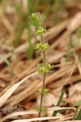 Cruciata glabra krylovii