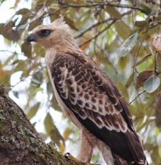 Nisaetus nipalensis