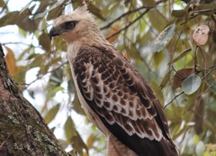 Nisaetus nipalensis