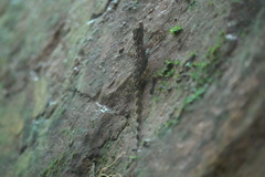 Cnemaspis peninsularis