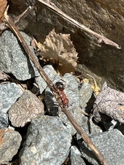 Formica exsectoides