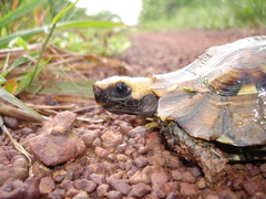 Kinixys erosa