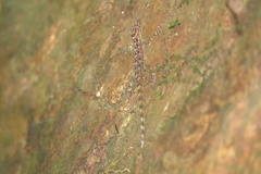 Cnemaspis peninsularis
