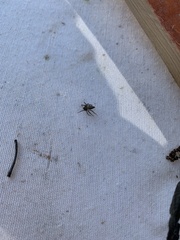 Oxyopes kraepelinorum