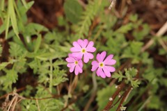 Primula cortusoides