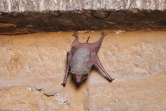 Taphozous nudiventris