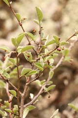 Cotoneaster melanocarpus